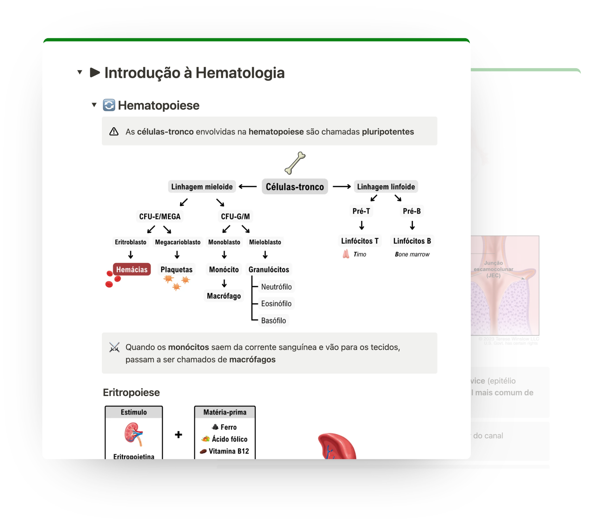Anatomia de um resumo